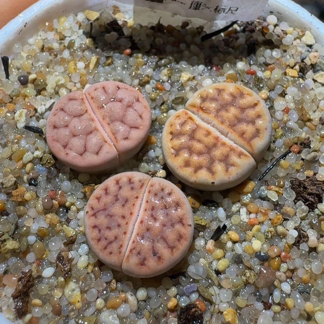 Ssss精品生石花277