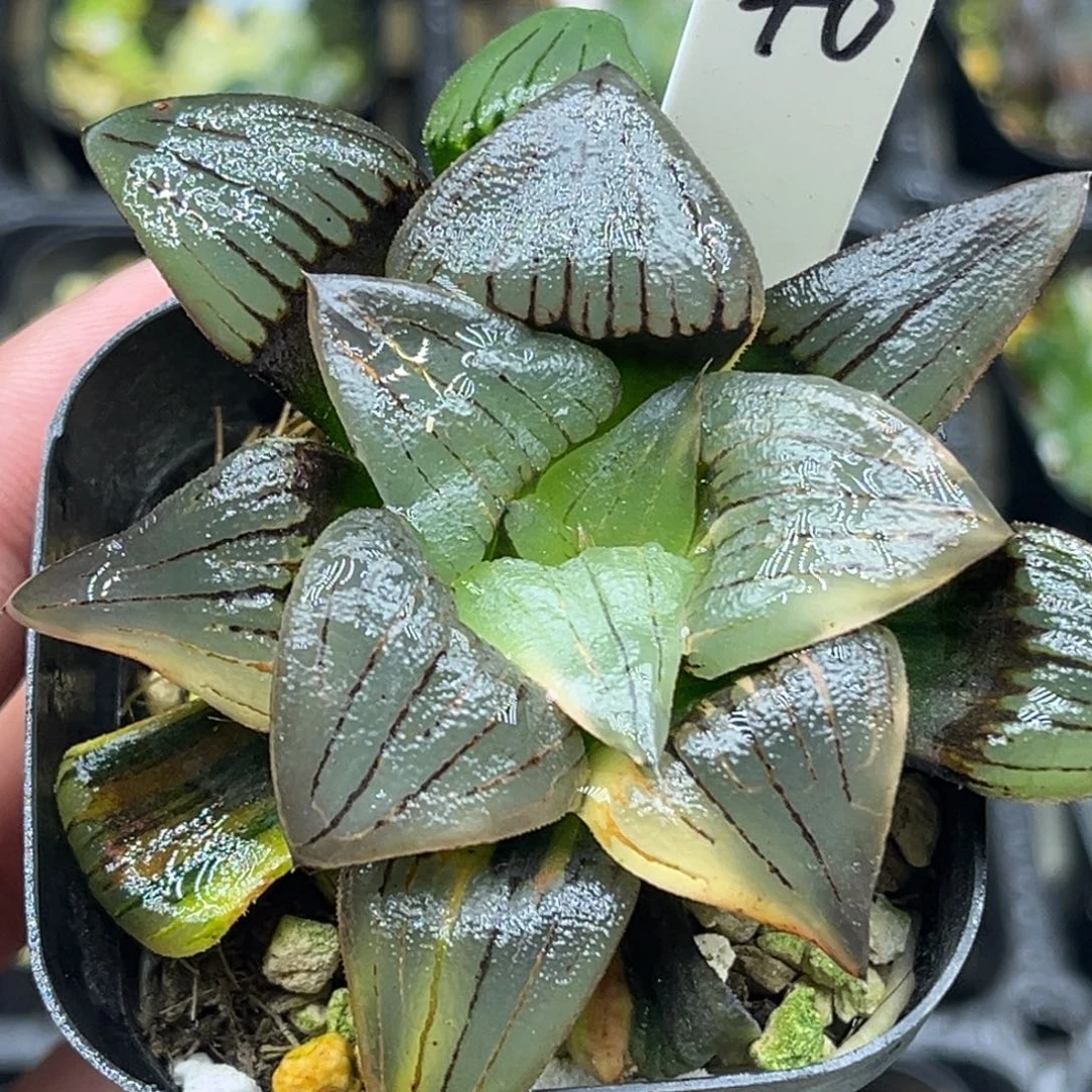40巨大丸叶红纹寿锦