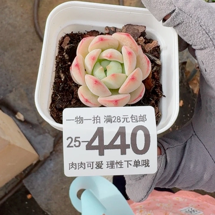 高****白底香草无盆土发货多肉