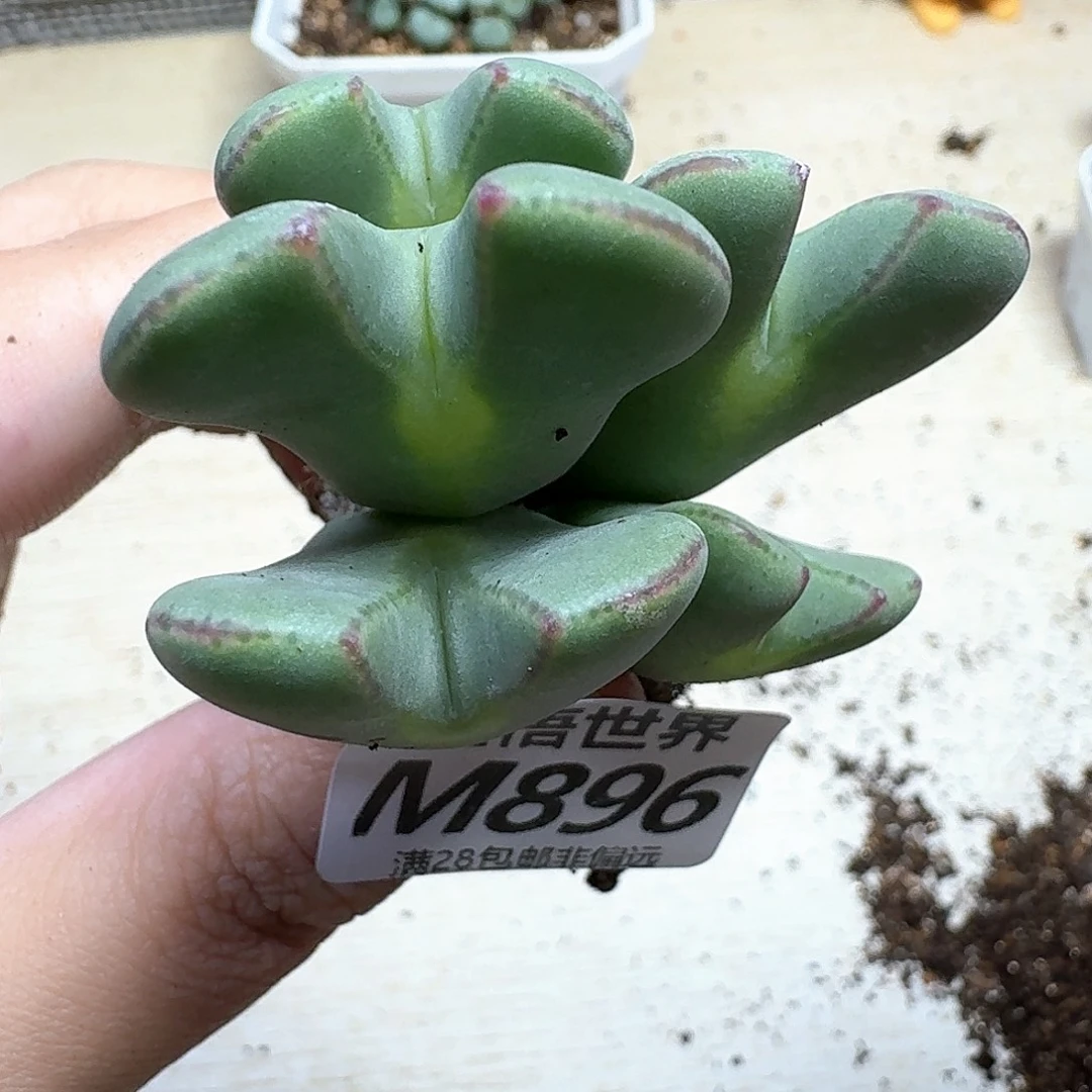 多肉植物的润泽奋斗
