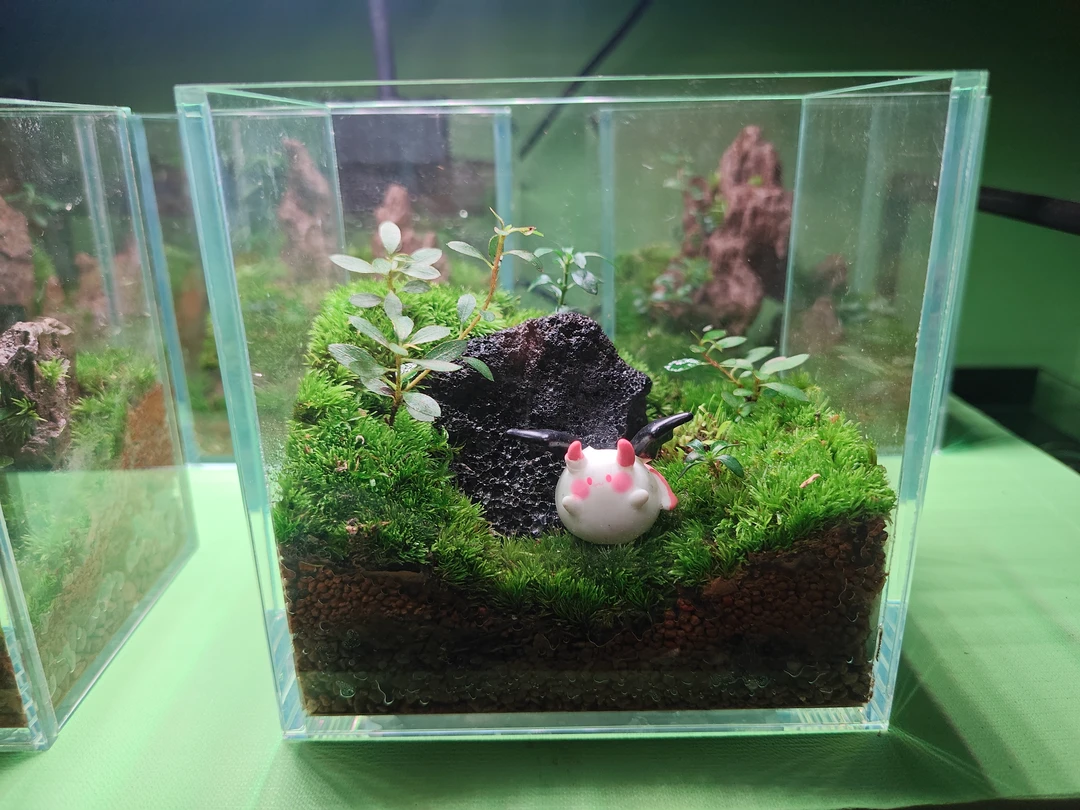 苔藓微景观生态瓶桌面创意绿植适合放在办公室工位上