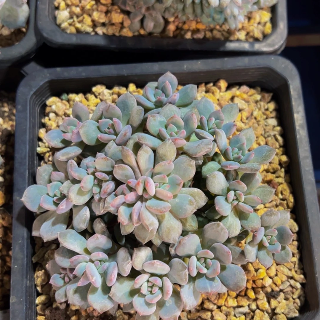 星影石榴籽缀漳州