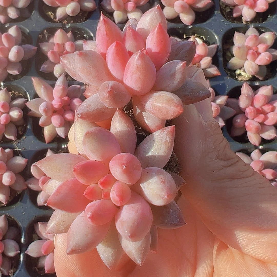 车厘子苗4颗19包邮多肉