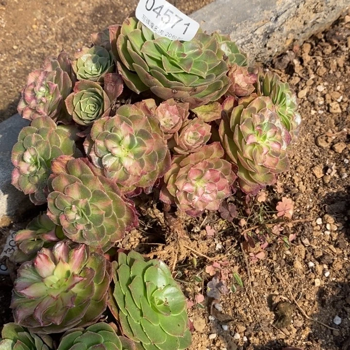 04571海王七彩多肉植物