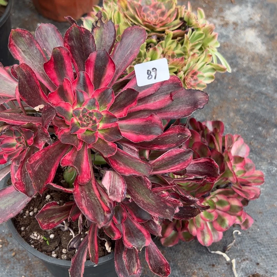 朵***马89四颗多肉植土紫