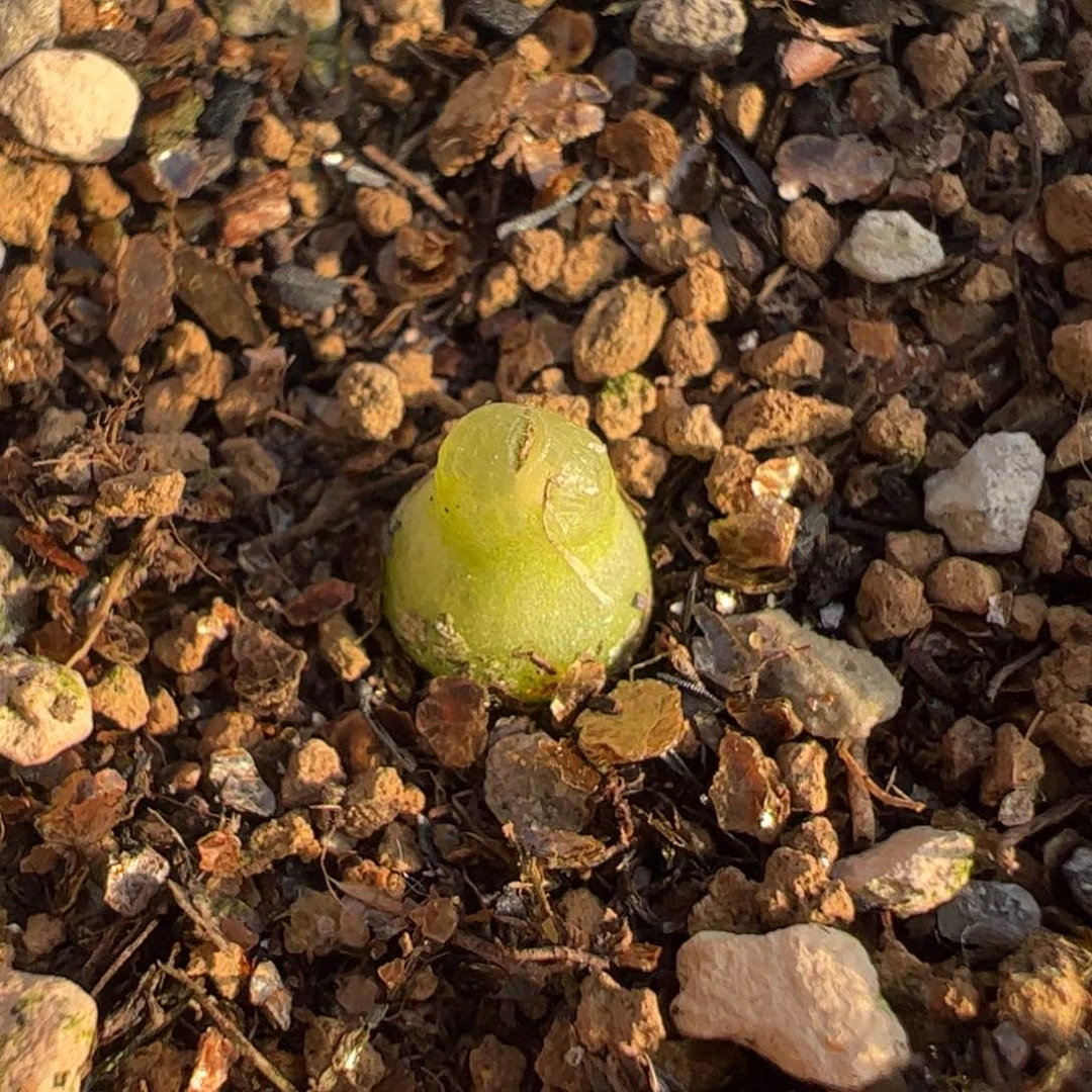 小葫芦母本多肉植物