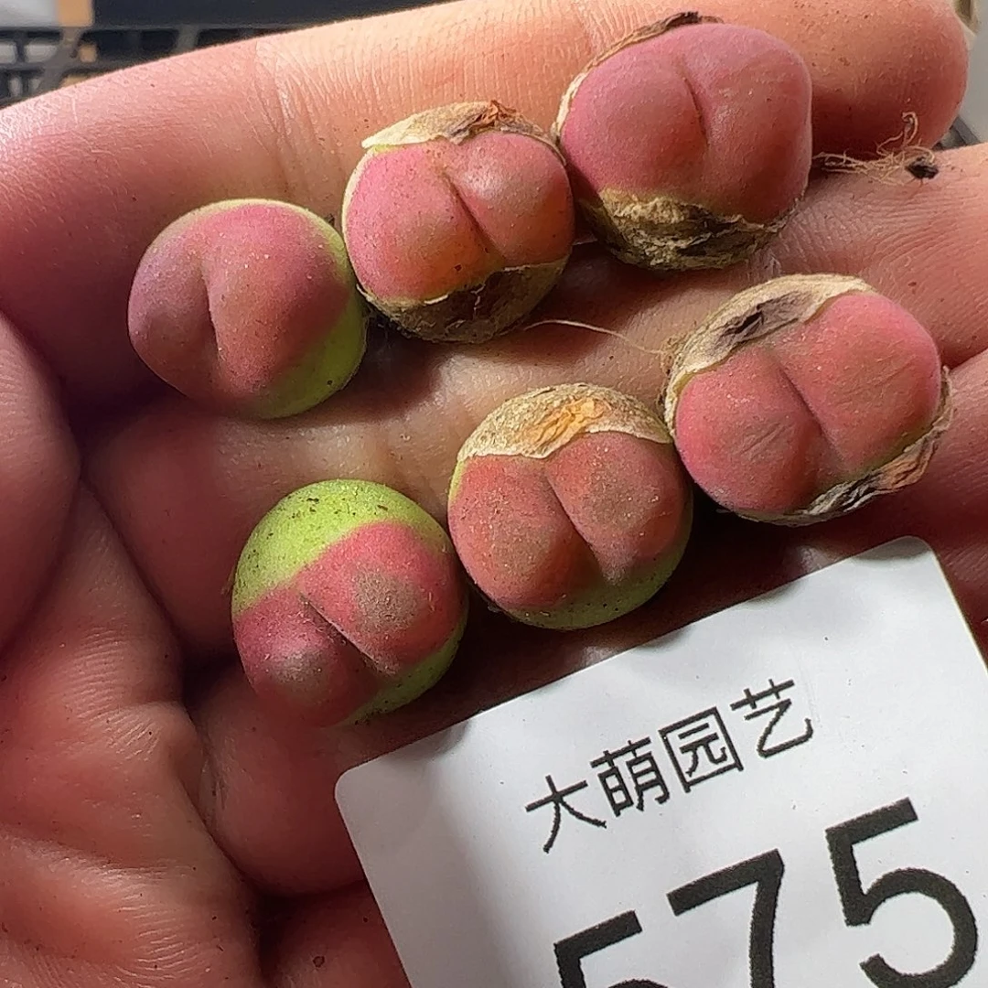 0000575 一物一拍1430.5水蜜桃