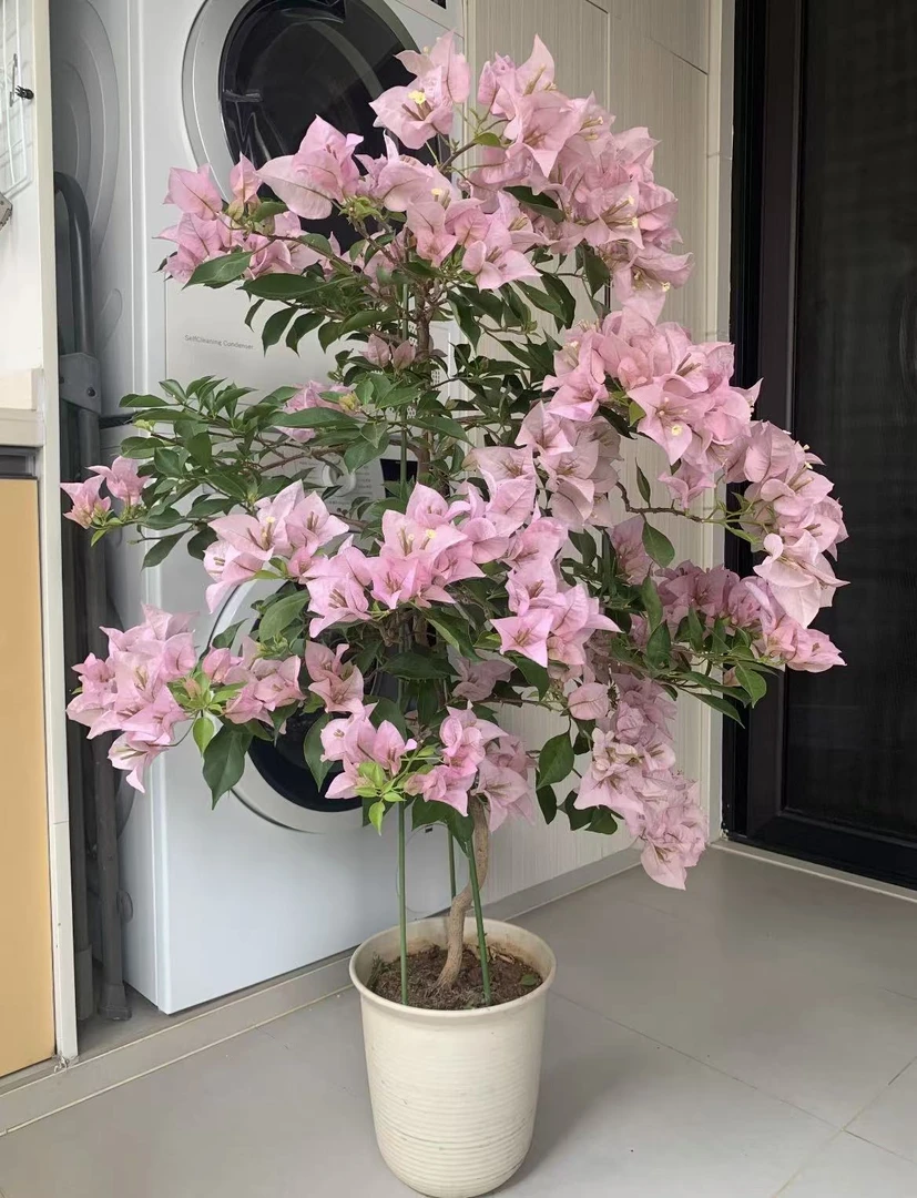 粉天使.三角梅 淡粉色系大花大叶四季勤花庭院爬藤