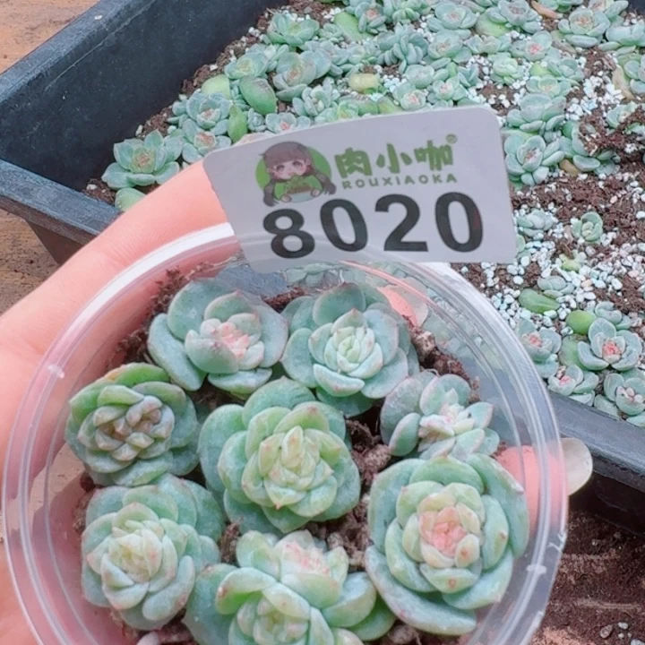 多肉植物多肉植物