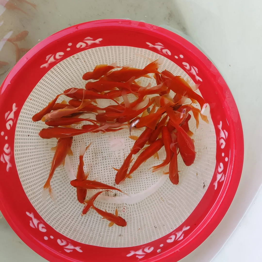 冷水火焰红观赏鱼9cm-12cm10条红草金鱼  鱼厂直销