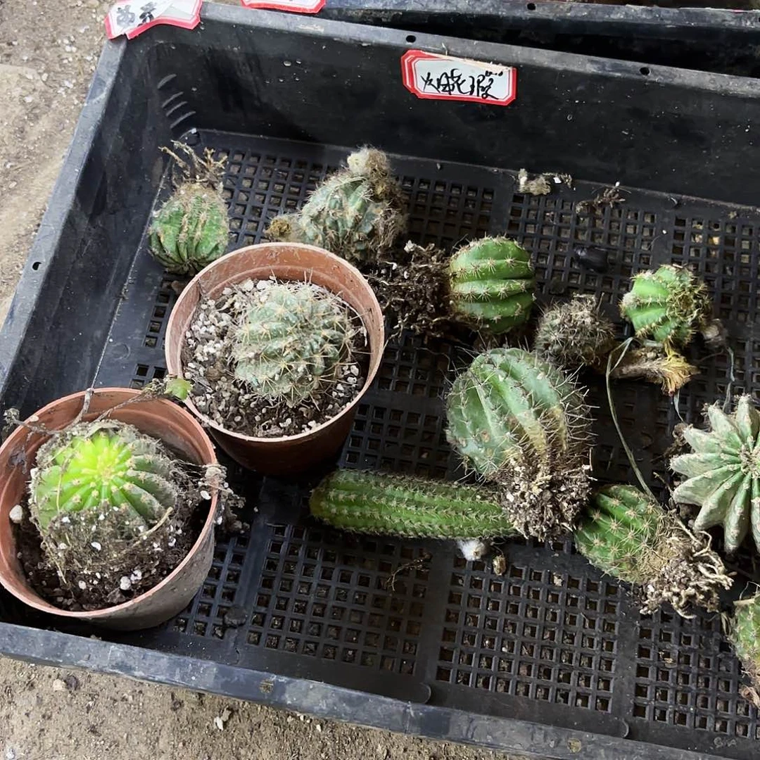 68 筐混品瑕疵无售后