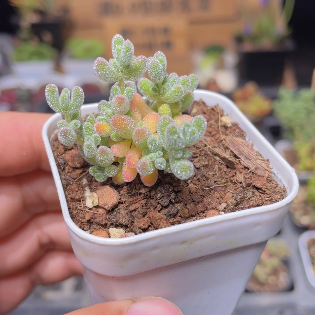 实生冰晶枝干多肉9.9包邮发货