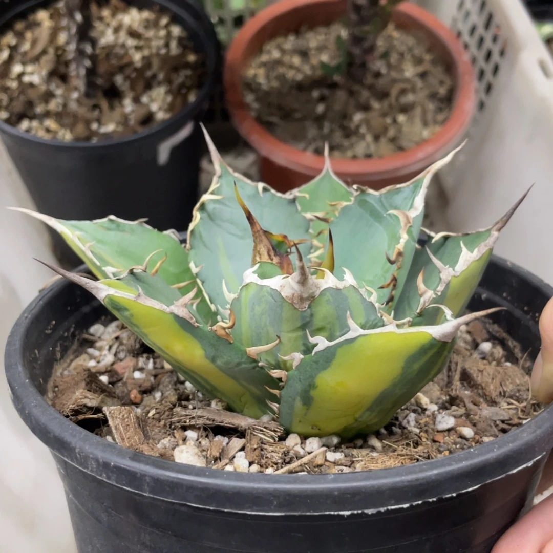 哥***了錦88888888888888