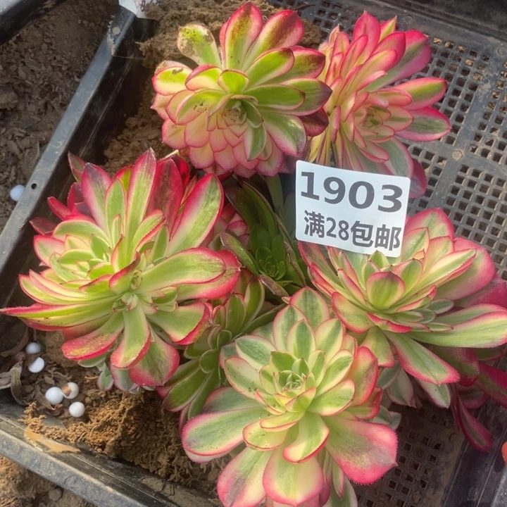 1903倾城母本二号棚E