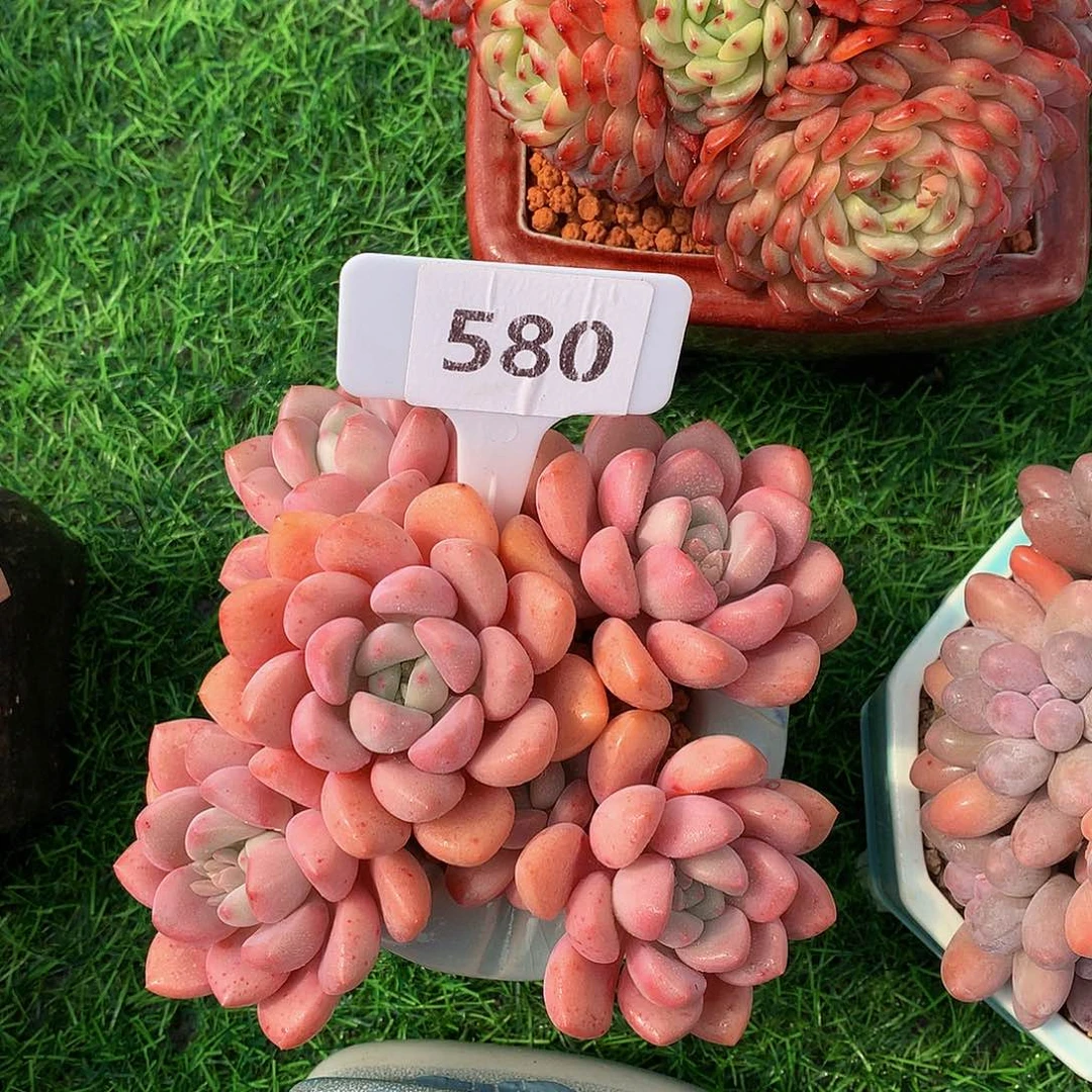 春****?白鹭多肉植物62772