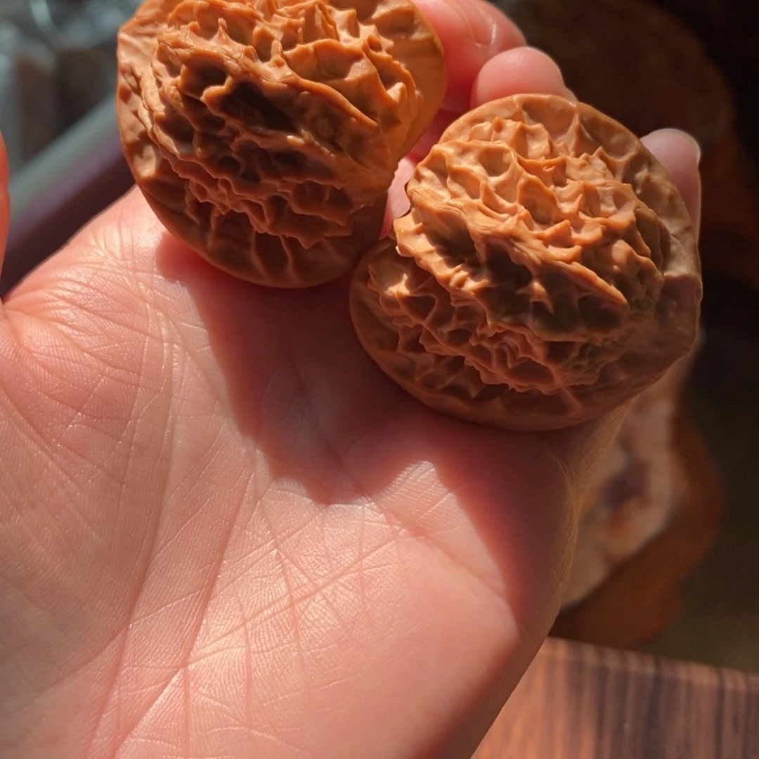 秦岭野生核桃金公子