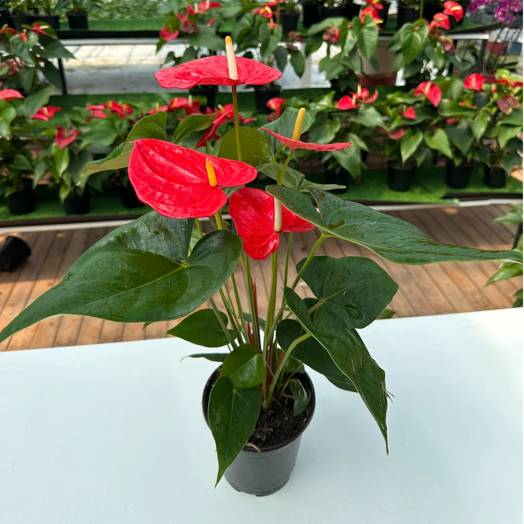 【精品荷马红掌4花】特A+进口大花大叶超高有质感全年开花红掌