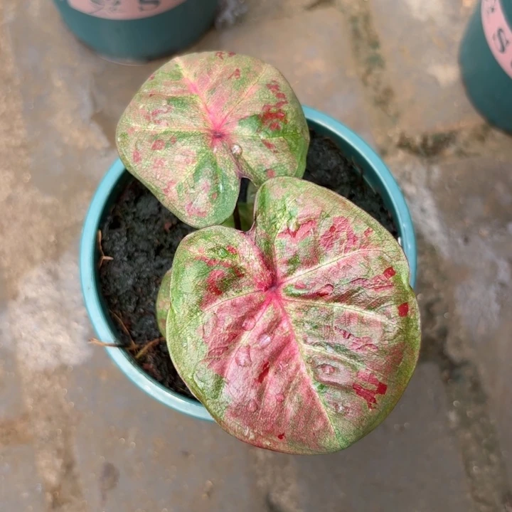 芭提雅泰国彩叶芋06-0725