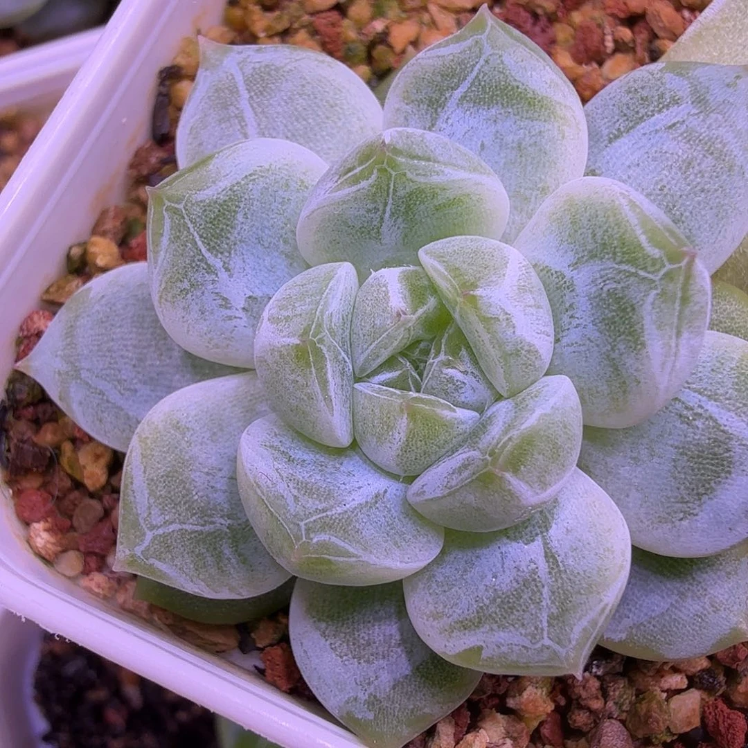 雪花珍泥叶插苗一物一拍