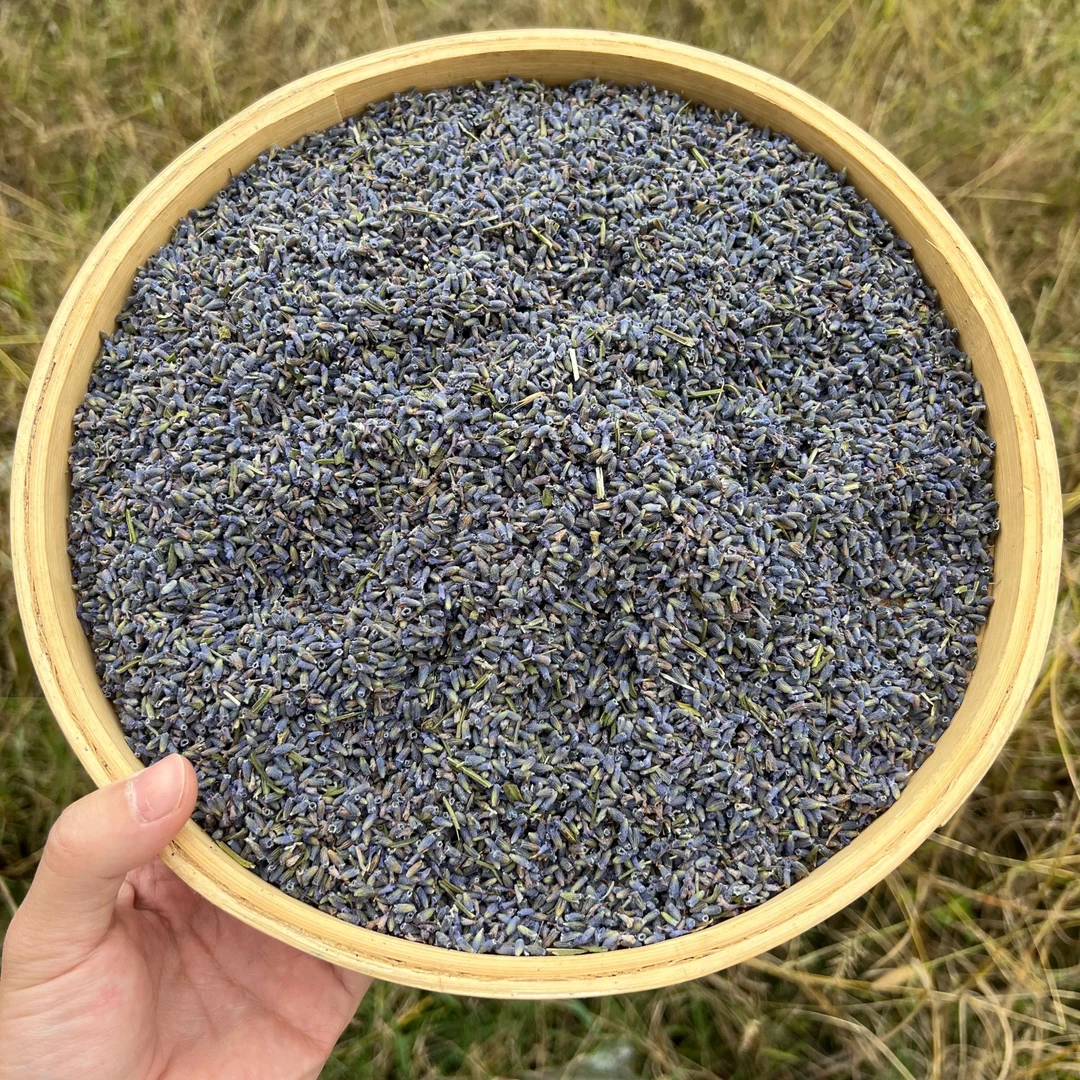 高山 农家忘忧草 薰衣草