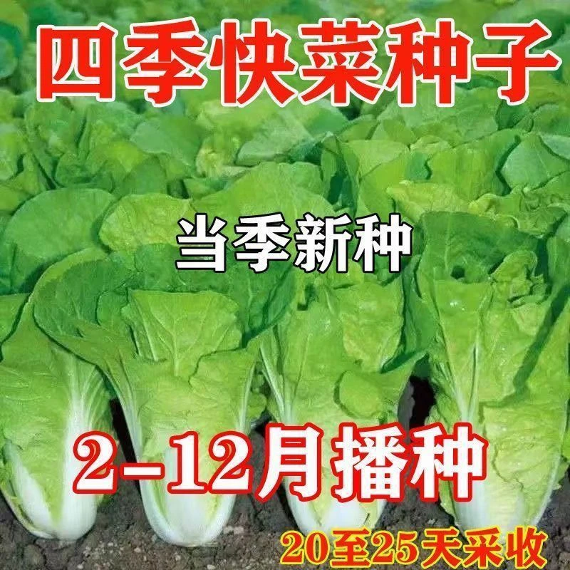 AA19天速生快菜种子四季奶油小白菜鲜嫩高产耐热耐寒抗病蔬菜种子