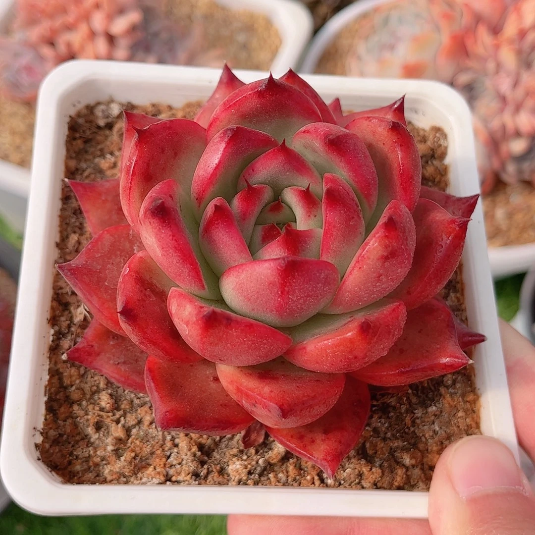 暖**语韩版钻石贝拉多肉