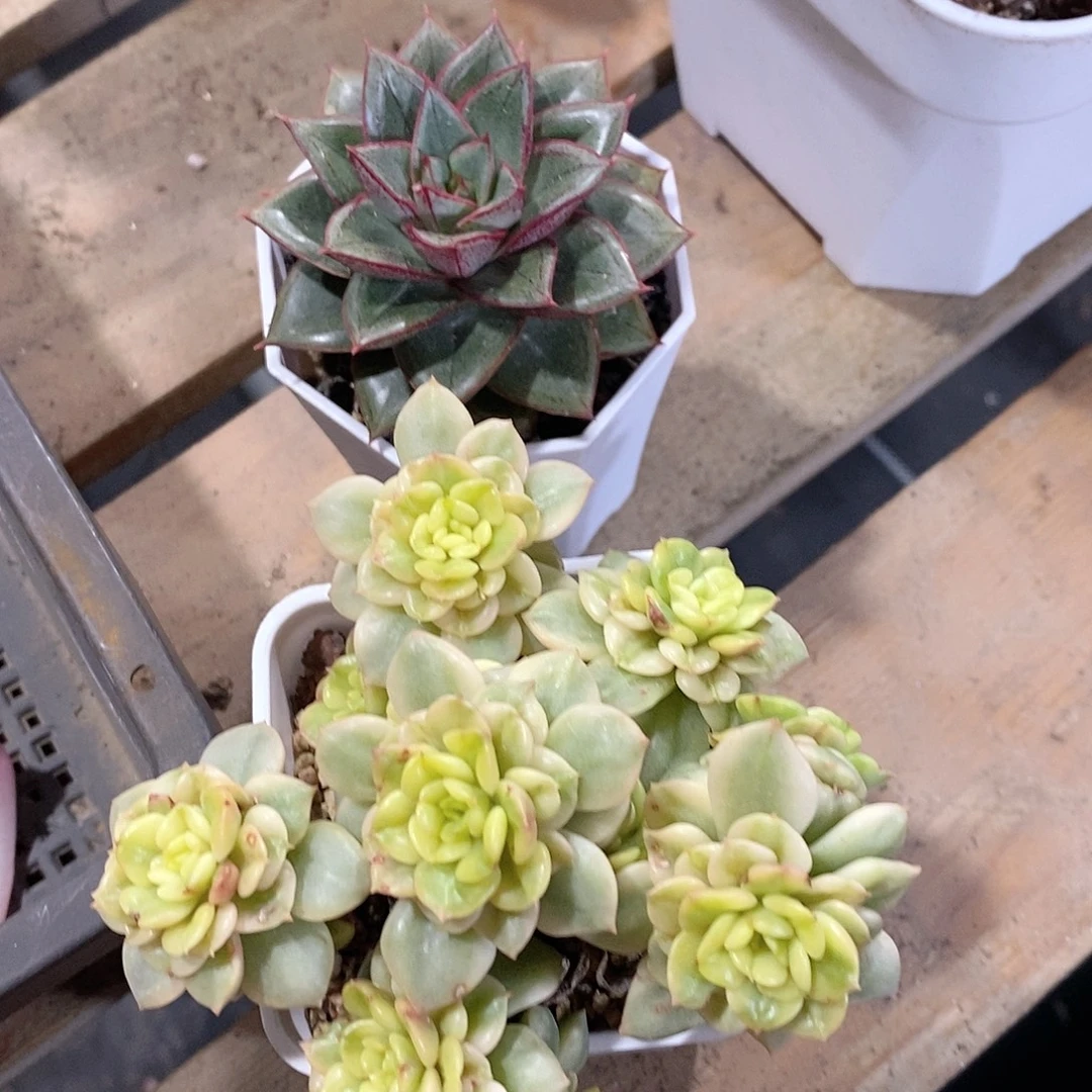 腊牡丹锦多肉植物买一送一