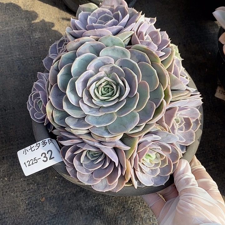 小七夕多肉蓝色惊喜32