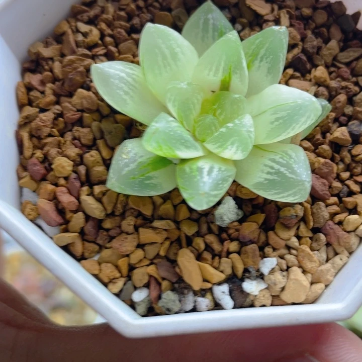 16.十二卷雪花玉露锦。