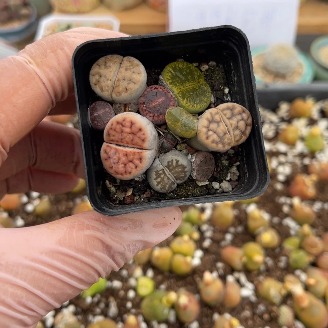 多肉植物一物一拍72