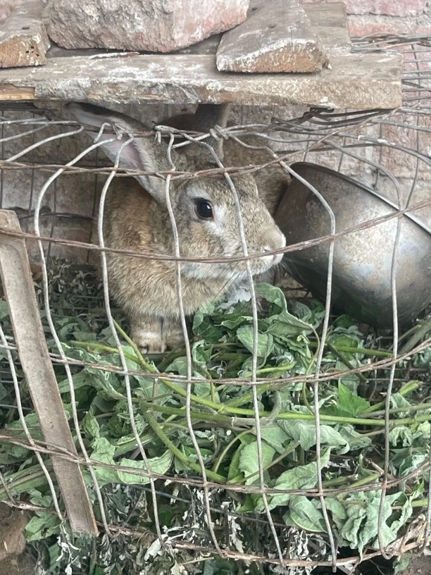 农村正宗吃草兔子宰杀后不退