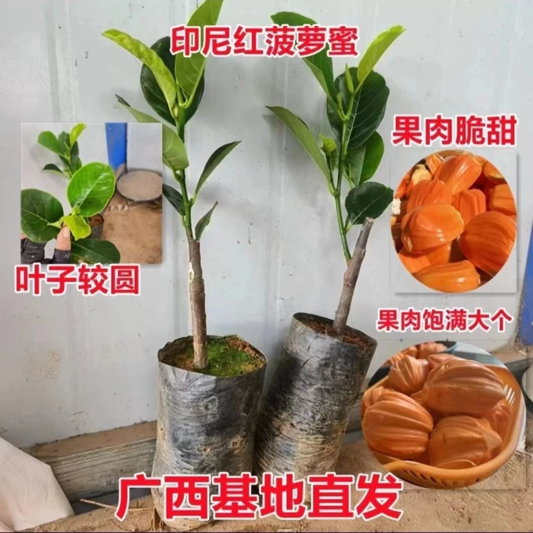 正品印尼红肉菠萝蜜苗超甜品种营养杯苗嫁接带土带叶发，一物一拍