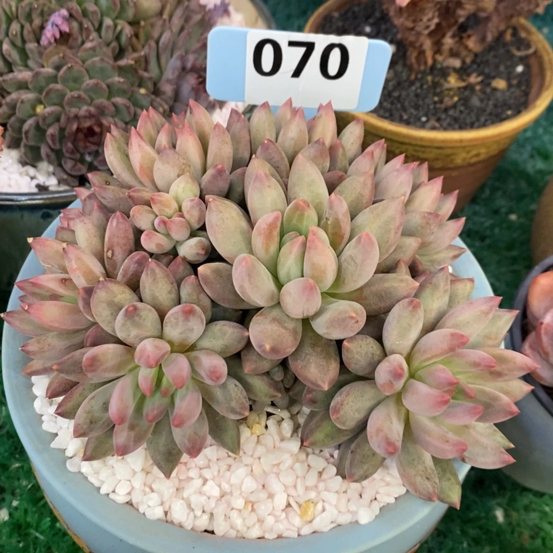 虞美人多肉植物盆栽