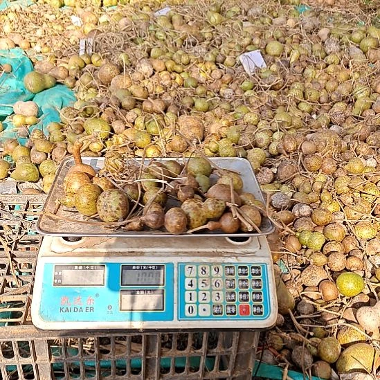 落****1斤小葫芦花皮葫芦