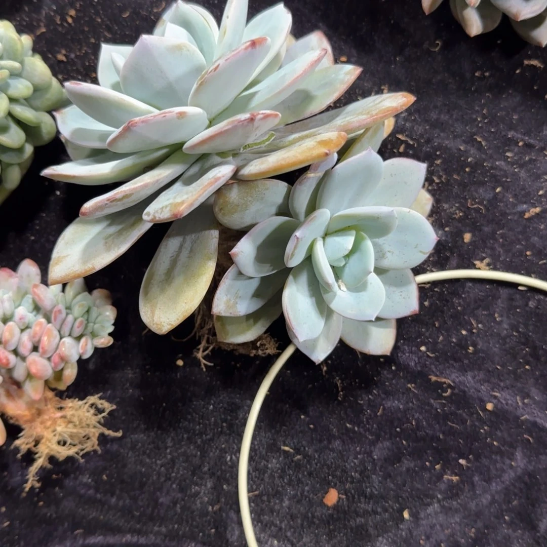 韩版奶茶双头一物一拍