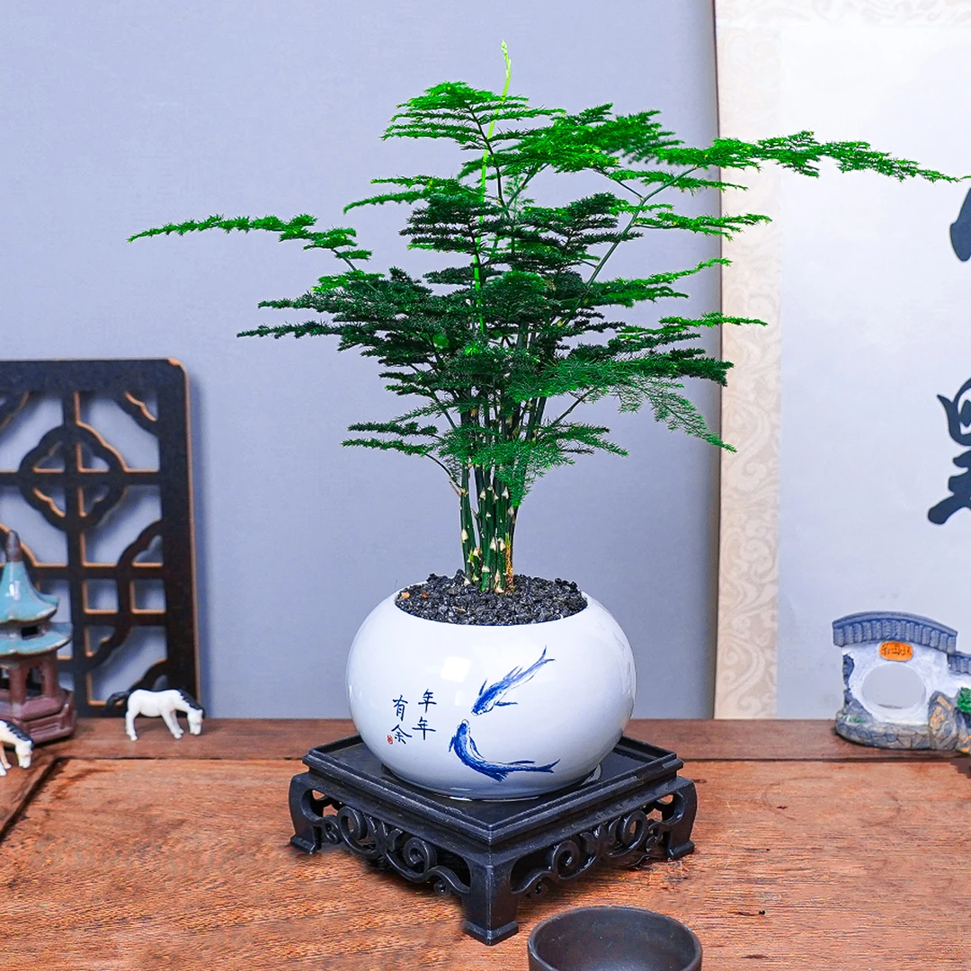 小默花墅【年年有余文竹】含盆加底座20CM美化环境绿植花卉盆栽美观