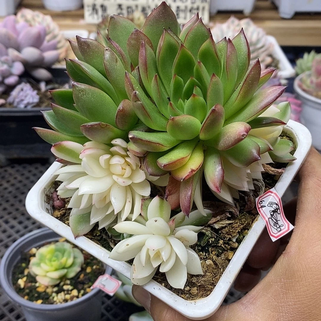 1169 福利不知名东云锦底座 不售后 需延时发货