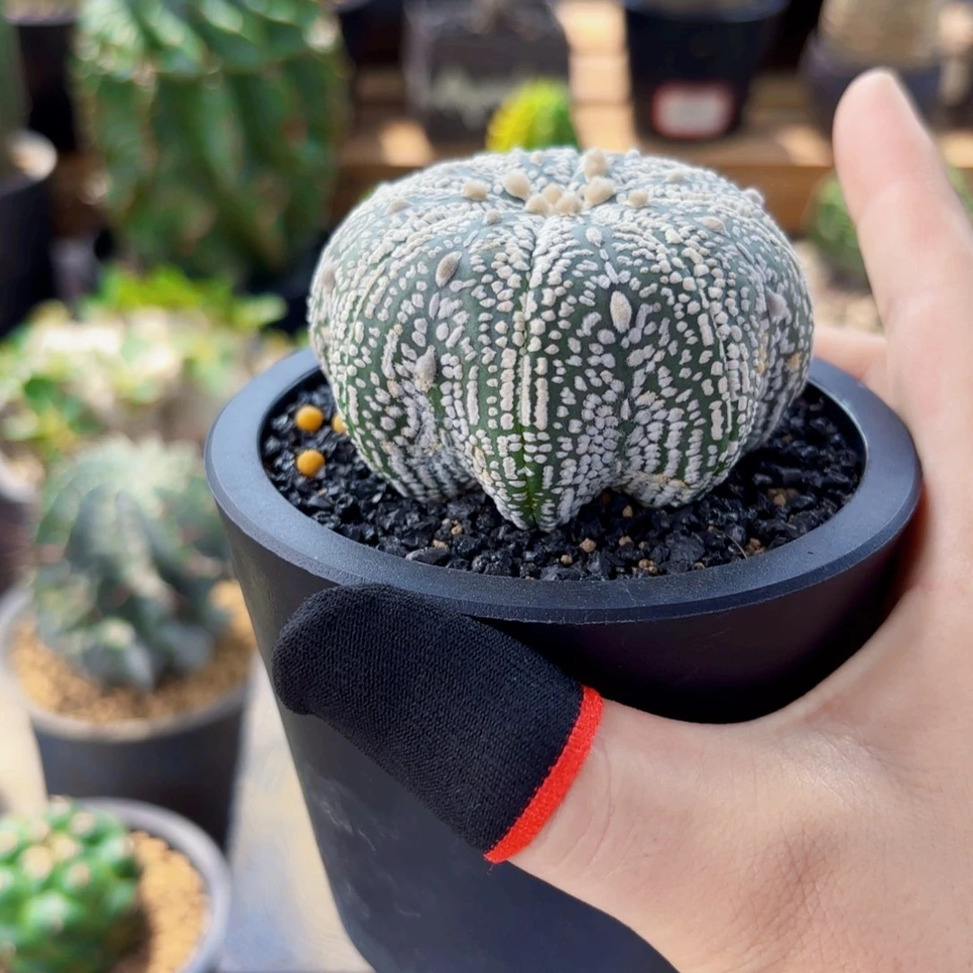 超兜Wqwwwwwwwwwwwwwww