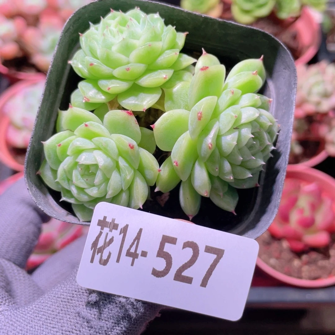 花利美14-527麦秆