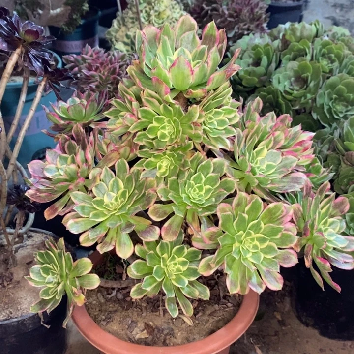 天河多肉植物26。