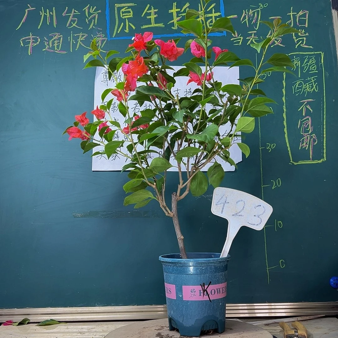 当前无花栽培后可以开花火焰423