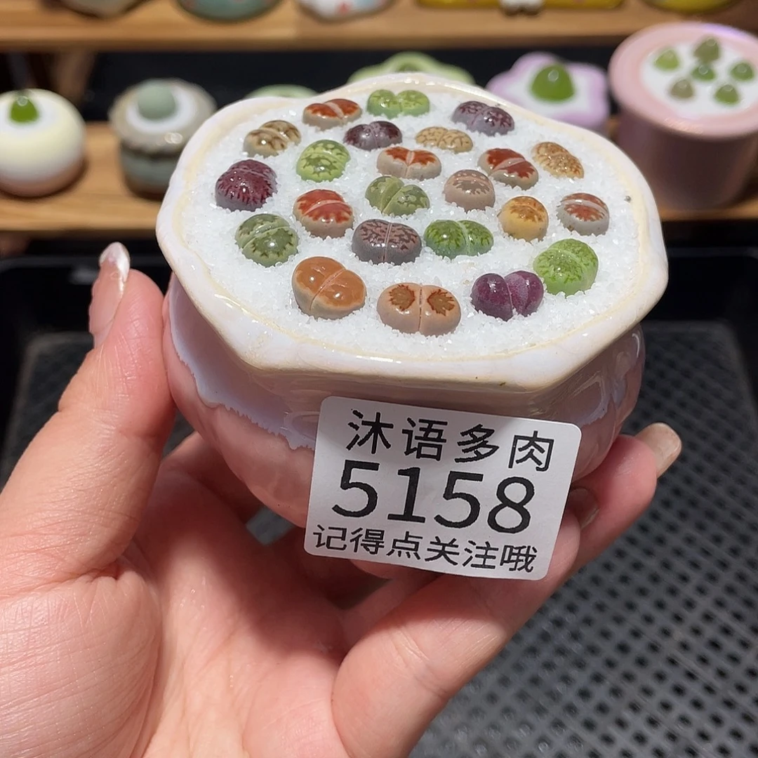 带盆土植物 一物一拍5158