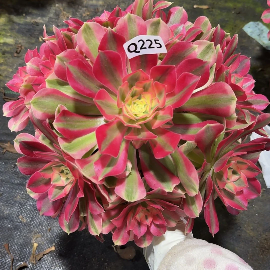 225女巫44冠服26.7左右