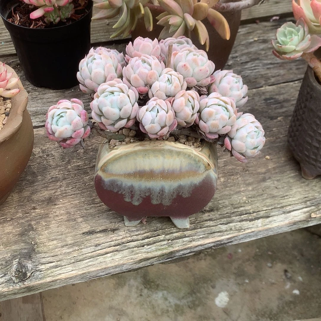 显****子贝瑞多肉植物脱土