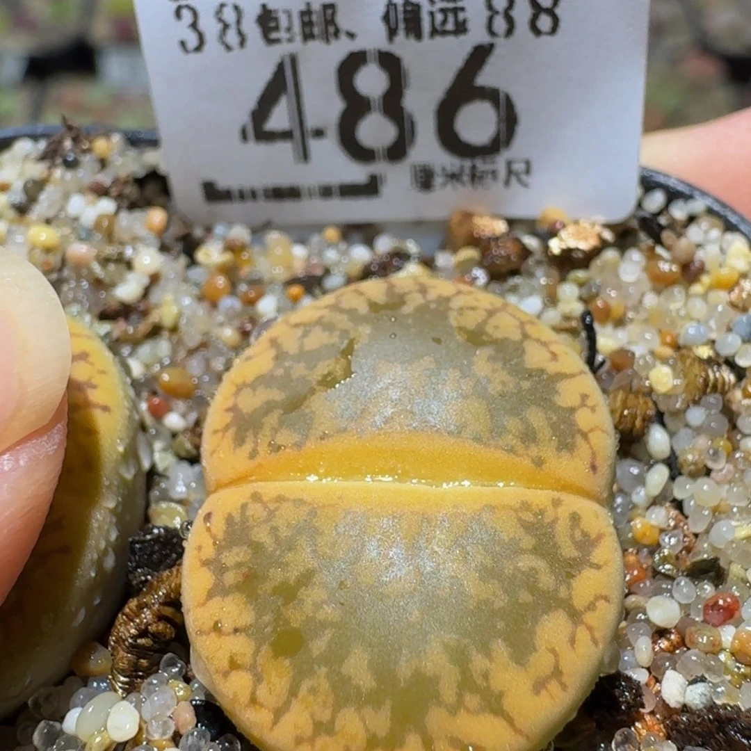 Ssss精品生石花486