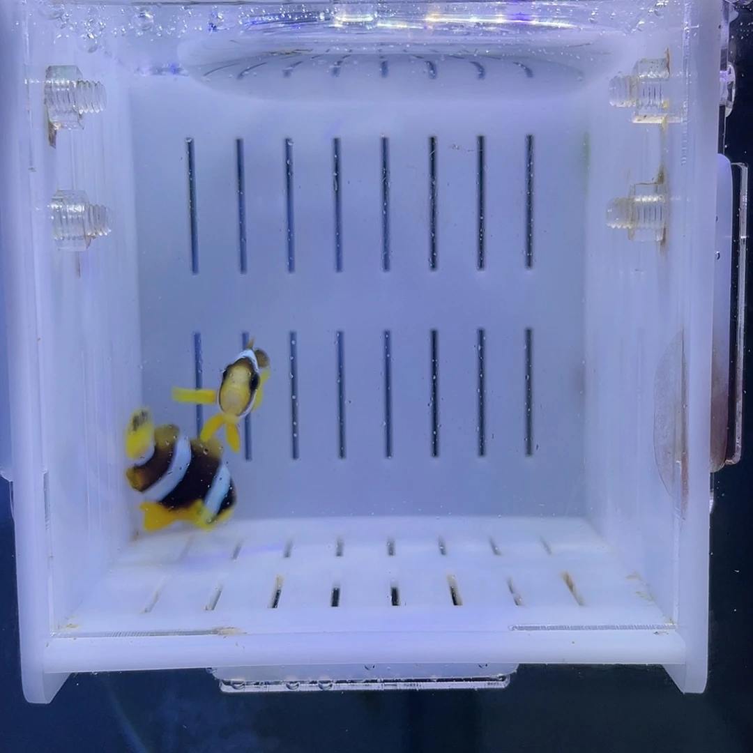 海水鱼金双带一对
