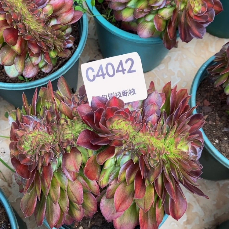 【闪购商品】4042抹茶多肉