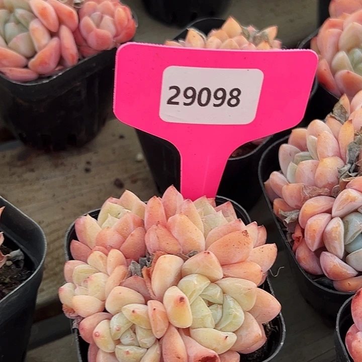 淡***鱼糖心    29098号