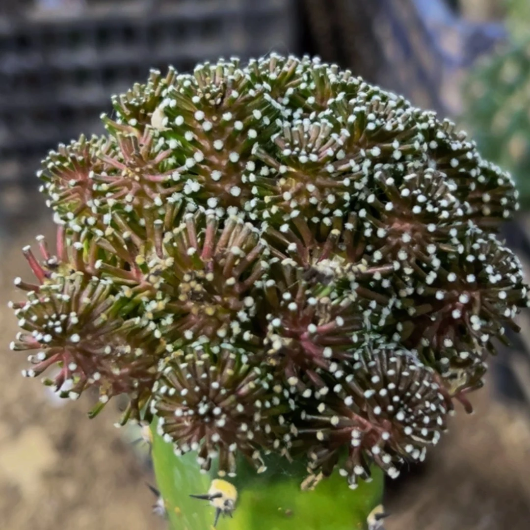 无花朵福利苗接松针牡丹锦群460