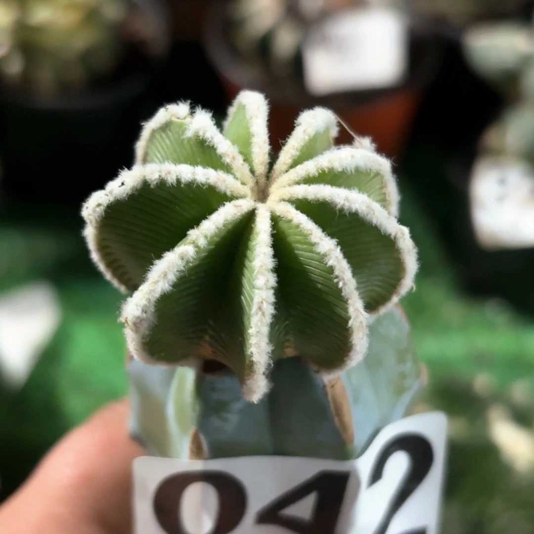 辛顿花龙仙人球042